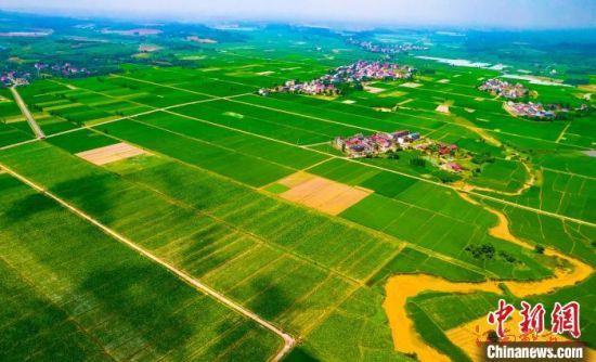 芒種時節 航拍江西鄉村田園披“綠裝”